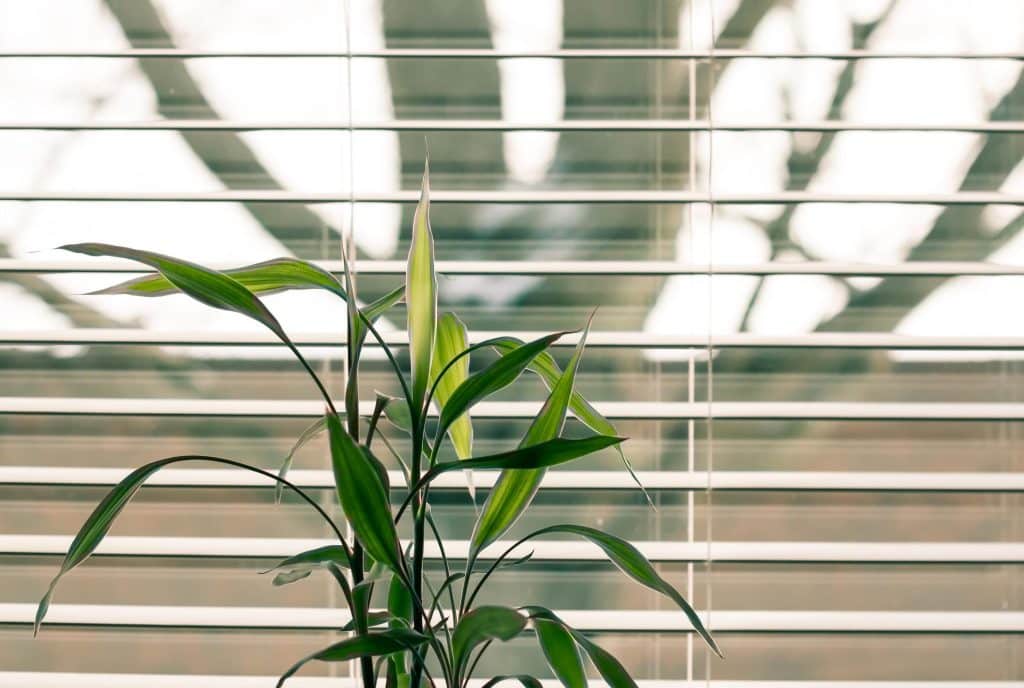 office plant near window